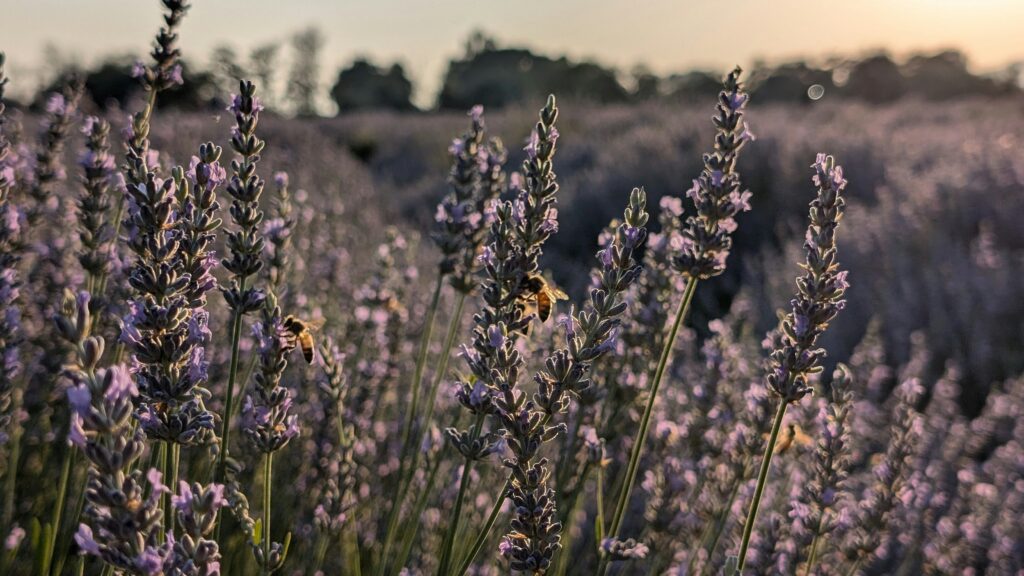 Explore Victoria Kisseleva’s Insights into Niche Fragrance Trends and the D.S & Durga Acquisition.