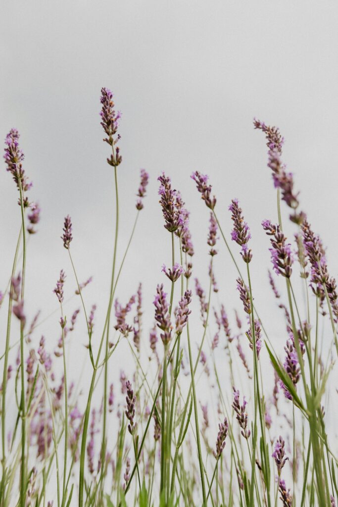 How Innovation in Fragrance Is Reshaping the Scent Industry