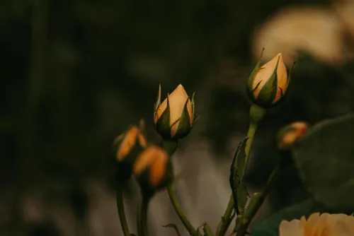 Orange rosebuds against dark foliage