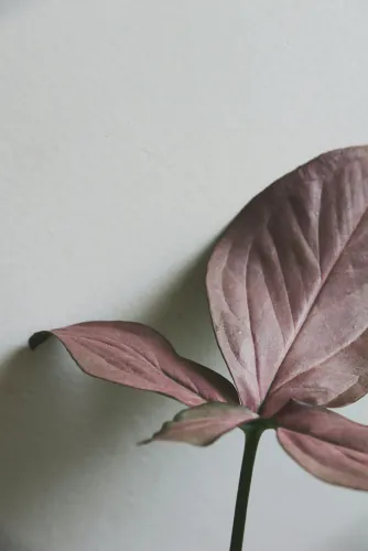 Dusty pink leaf against a pale grey wall