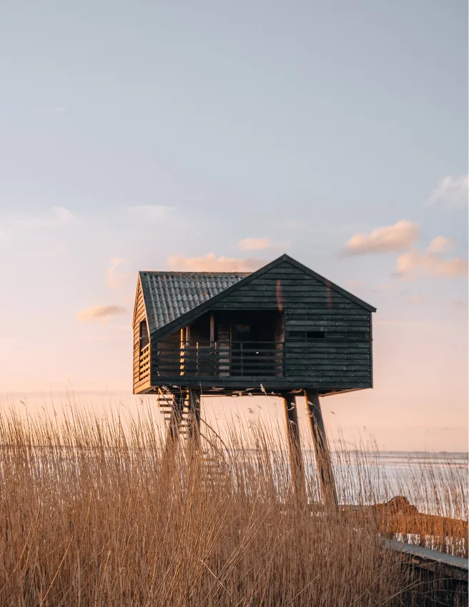 Wooden observation hut on stilts among reeds at sunset