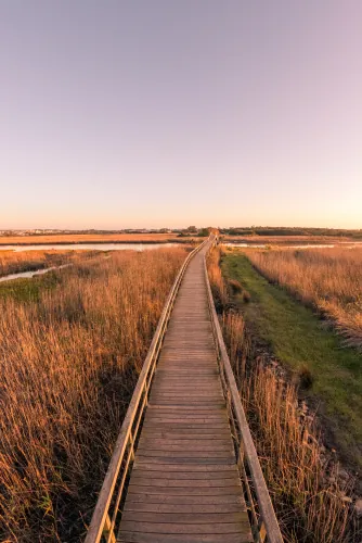 Wooden boardwalk through golden grassland at sunset